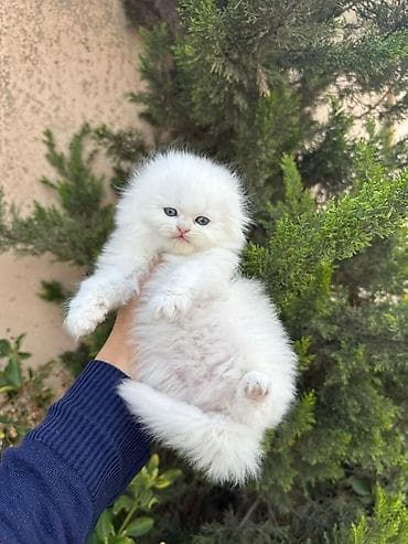 pişik lalafo: Fars — 6