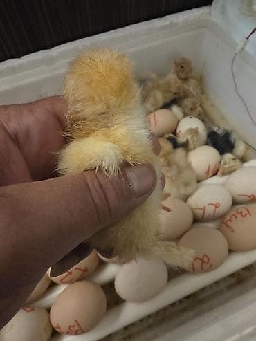 куры тоджон: Куриные цыплята, Для разведения — 5