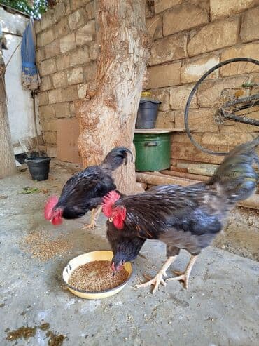 bakida cins ineklerin satisi: Avstrolop 2 xoruz 1 fərə — 3