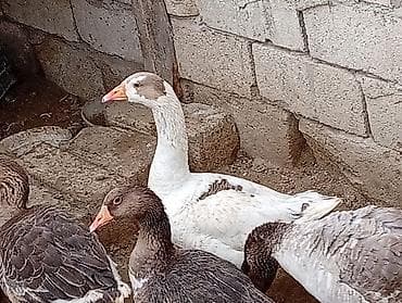 qaz ordək: Qaz (yerli diri çəkisi 3.5kilo dişidi - Növ: Qaz - Rəng: ağ — 1