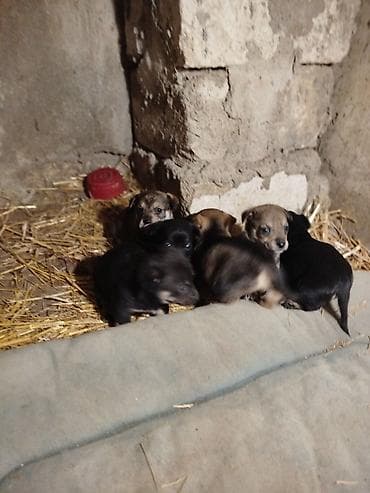 coban itlerin satisi: Əla növ qulaği sallağ zvanoklar satilir 7 ədəd di 3 həftəlikdirlər — 4