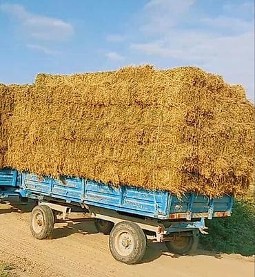 Lapet iwlek veziyyetdedi ot daniwmaq ucun istifede olunur