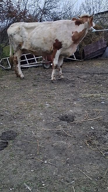 mal qoyun: Dişi, Simental, il: 5, Südlük, Ünvandan götürmə — 2