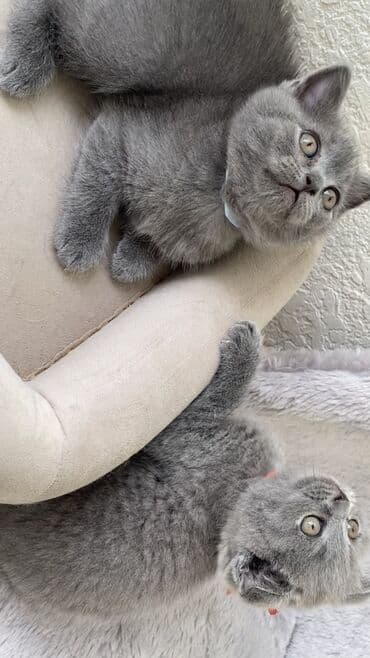 породистые котята даром: Шотландская, Самец, Самка, Самовывоз — 16