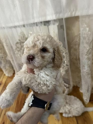 satliq ov itleri berde: Pudel, 1 ay, Dişi, Ödənişli çatdırılma — 3