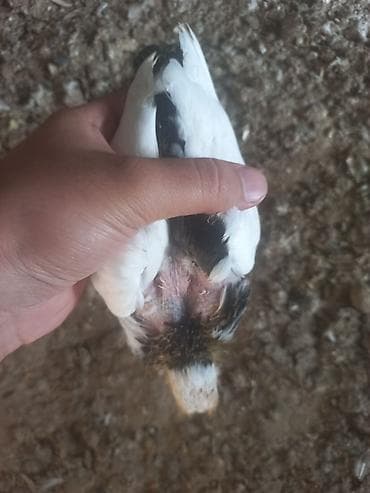 qu quşu: 3 ədəd göyərçin. Ünvan Sabunçu. Dişi qara boynugüllü — 5