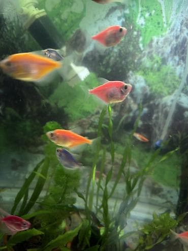 pirani baligi: Glofish, Sülhsevər, Ünvandan götürmə, Pulsuz çatdırılma — 1