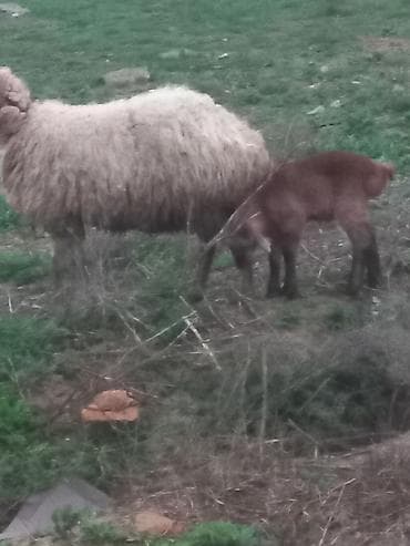 diri qoyun satisi: Salam heyavanlar satılır 3dənə balalı 1dənə tək 2si birinci qarın 2si — 10