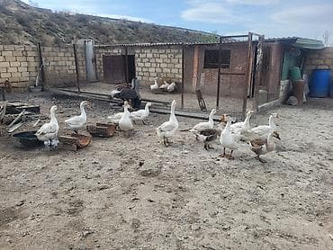 Qaz və qaz yumurtaları Məhsul: - Ferma şəraitində saxlanılan qaz