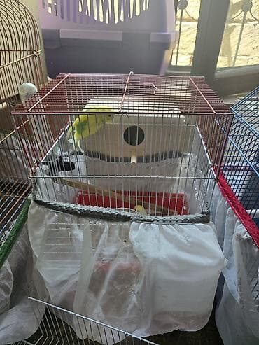 cex quşlar: Məhsul: Dalmatin/limon rəng çalarları olan cüt dalmaçyalı-budgerigar — 3