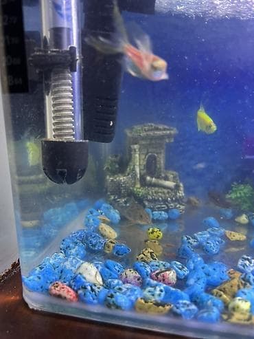 heyvanlar: Akvaryum seti – tam işlək komplekt - Şəffaf şüşə akvaryum, düzbucaqlı — 5