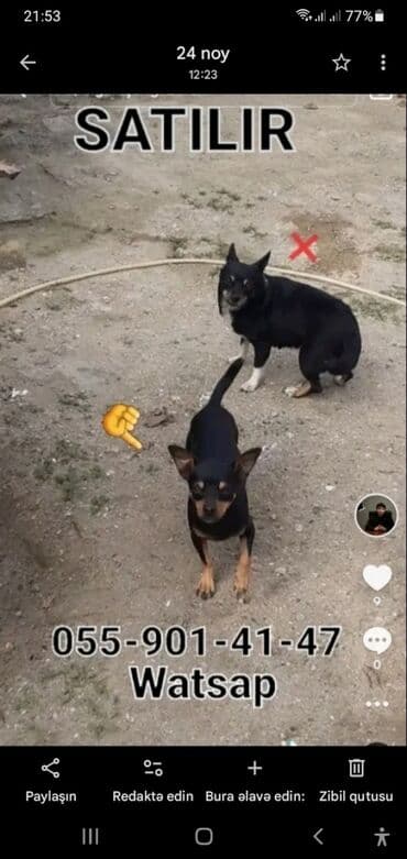 Opel: Миниатюрный пинчер, 2 года, Самец — 1