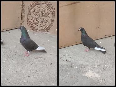 dəvəquşu yumurtası qiyməti: Komur qara ag goz ag dimdik ag per mayadı obirisi erkey tam saglam — 1