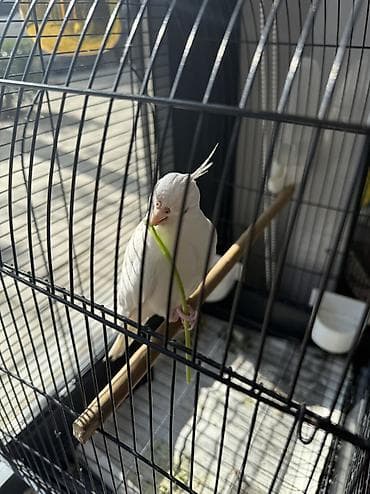 quzu qabi: Erkəy Korella Albinos Papuqay Əsl cütə hazır quş 1 yaş Əl quşudu — 7