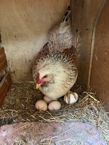 kend teserrufati: Toyuq, Yumurtalıq — 9