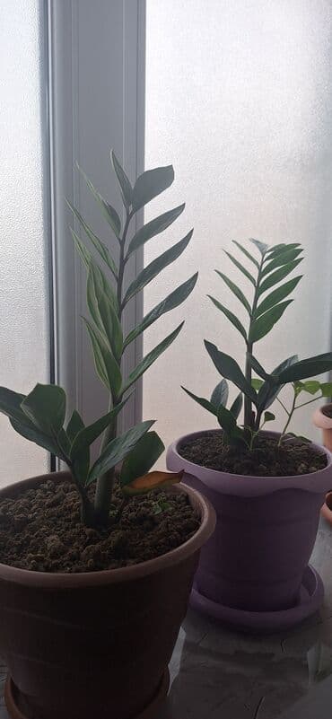 Çöl bitkiləri: Zamioculcas zamiifolia (ZZ plant) – qəhvəyi plastik dibçəklə birlikdə — 2