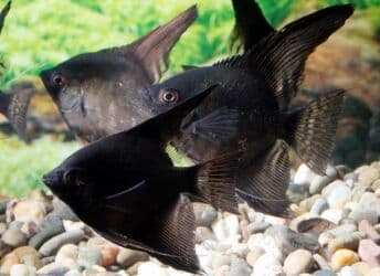 betta balıq: Mələk balığı (skalyari), Sülhsevər — 3