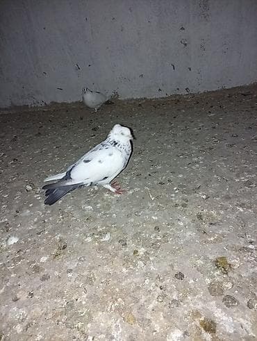 tap az afcarka: Boynugullulər 50 AZN qirmizi cəplər 60azn qalan quşların öz qiyməti — 8