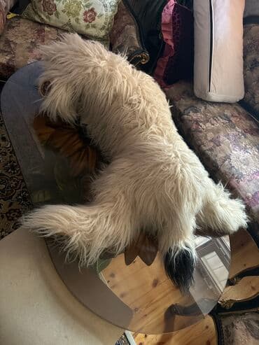 говорящие мягкие игрушки: Tüklu oyuncaq it dekor ucun hediye veribler 1 metre boyu bejevi qara — 2