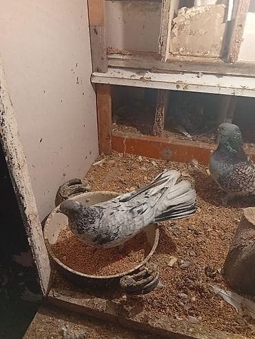 Птицы: Məhsul: Ev quşları – göyərçinlər (müxtəlif rəng və naxışlarda) — 6