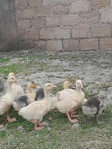 papuqay type 1: Salam aleykum tam sağlam linda və quban qaz balaları çıxdı satışa — 1