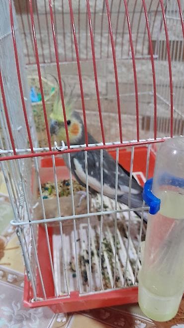 tutuquşlar: Nimfa (Cockatiel) dekorativ tutuquşu – qəfəs və aksesuarlarla - Növ — 2