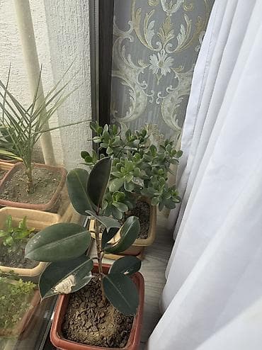 monstera bitkisi: Xurma xurması (Areka/Chamaedorea tipli) otaq palmisi – dekorativ iri — 2