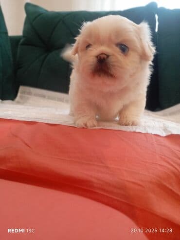 купить хаски щенка: Shi-tsu — 1