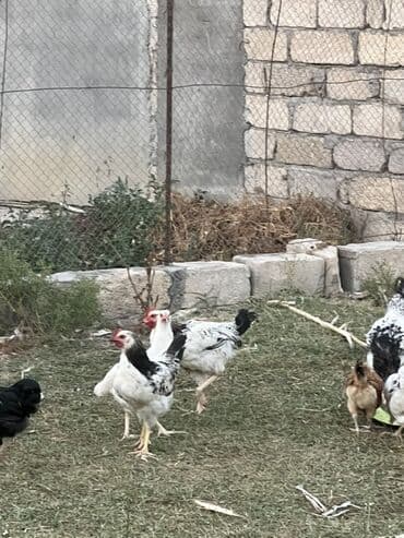 simmental inək cinsi: Курица, Для яиц — 5