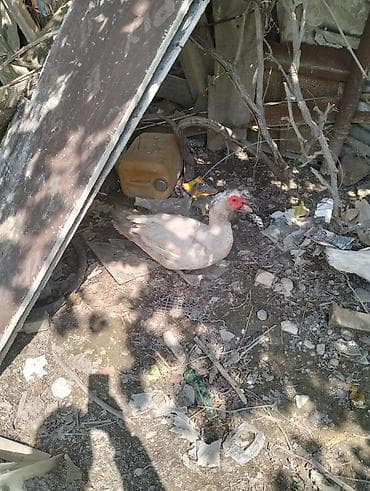 ordək bala: Dişi, | Lal ördək, Damazlıq — 2