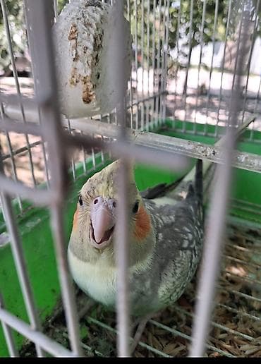 quslar satisi: Corela Quşları Qəfəslə Bərabər verilir. Tam sağlamdırlar — 1
