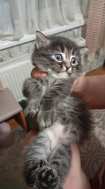 sirin pisik balalari: Yaxşı əllərə — 1