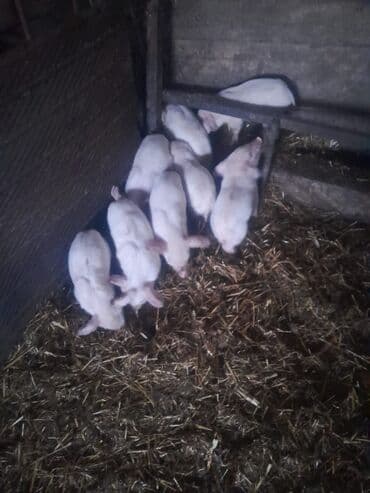 Subaru: 2 ana 9bala real alici narahat elesin — 3