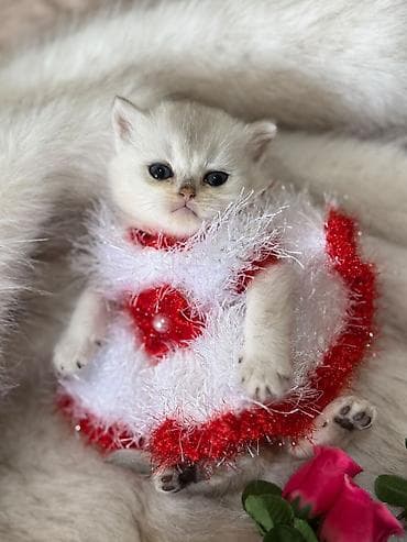 heyvan: 🐾 Sağlam və Gözəl Cins Pişik Balaları Satılır! 🐾 Evinizə sevinc — 3