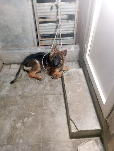 çin iti: Alman çoban iti, 5 ay, Peyvəndli — 3