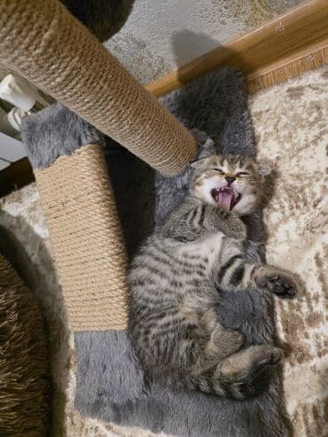 кошки в добрые руки баку: Кошки — 3