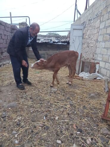 Qırmızı-boz rəngli buzaq - Növ: iri buynuzlu mal-qara (buzaq) - Rəng lalafo.az -da Qırmızı-boz rəngli buzaq - Növ: iri buynuzlu mal-qara (buzaq) - Rəng