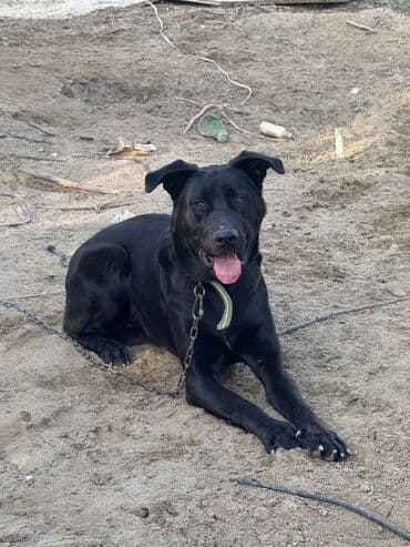 pitbull tap az: 9 месяцев, Самец, С прививками, Самовывоз — 3