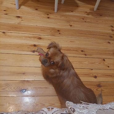 ucuz itlerin satisi: Pekines, 6 ay, Erkek, Peyvəndli — 2