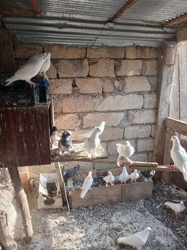 cins ineklerin satisi 2019: Ter temiz quslardi 20+qus var qiymet razilasma yolu ile elaqe — 1