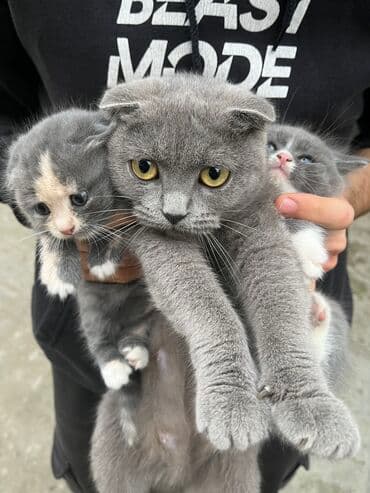 şirin pişik: Şotland — 4