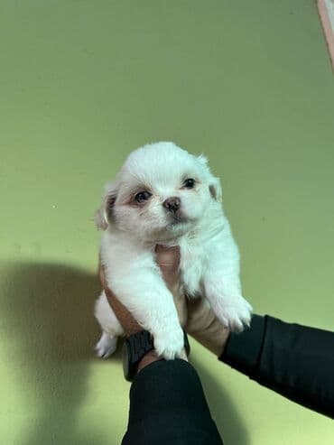 Pekines, 2 ay, Dişi lalafo.az -da Pekines, 2 ay, Dişi