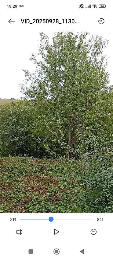 kənd: Kənd təsərrüfatı — 2