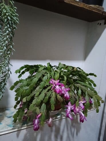 xarı bülbül şəkilləri: Məhsul: Dekabr gülü Tip: Daxili bəzək bitkisi, asma və ya rəf üçün — 2