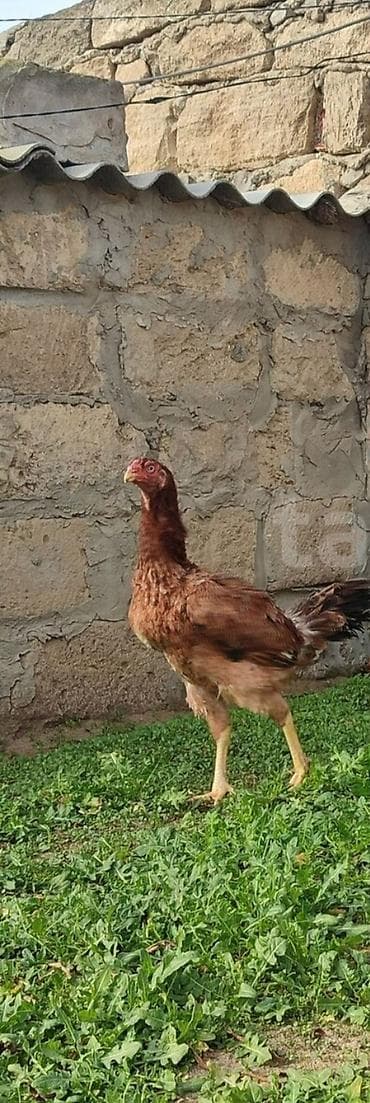 Digər heyvanlar: Toyuq, Damazlıq — 3