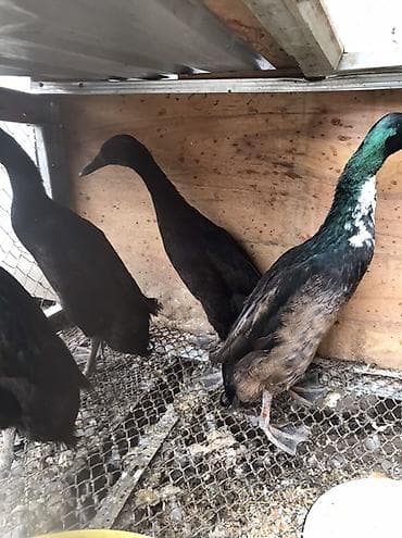 heyvan yemi: Satlıq ördəklər – Hind qağayısı tipli, incəboyun, uzun bədənli, qara — 2