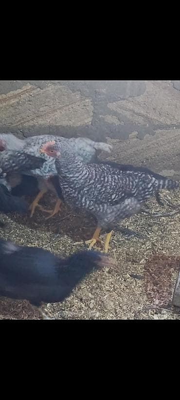 boz pişik cinsi: Salam temiz qan xarkov fərəsi və xoruzu satişdadir 1 aya yumurtaya — 2