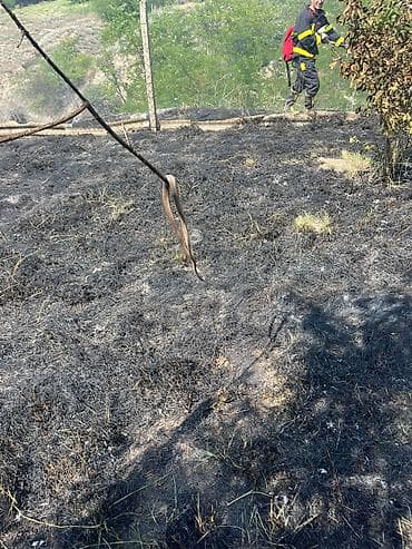 malinoa: Belçika çoban iti, 2 il, Dişi, Ünvandan götürmə — 7