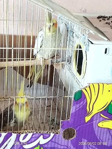 cücə və xoruz: Nymph quşları (Cockatiel) – cütlük, qəfəs və aksesuarlarla Məhsul — 2