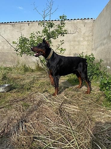 heyet iti: Doberman, Erkek, Ünvandan götürmə — 2